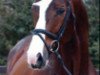 stallion Polarzauber TSF (Trakehner, 1996, from Charly Chaplin)