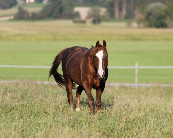 Deckhengst Playin Haida (Quarter Horse, 2004, von Haidas Little Pep)