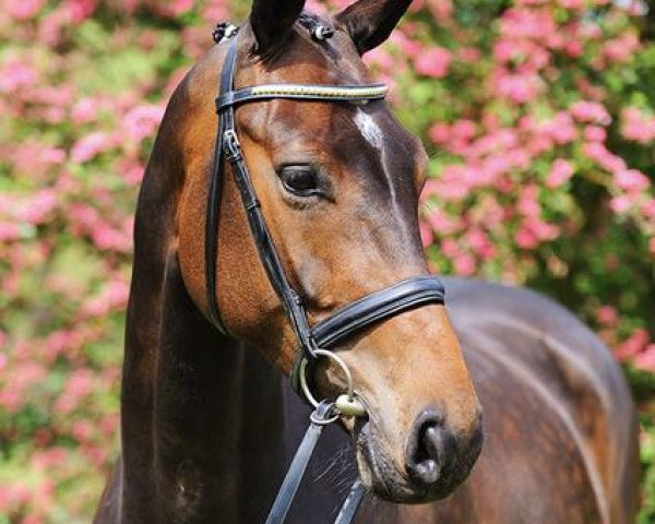 dressage horse Davero (Oldenburg, 2007, from Dimaggio)