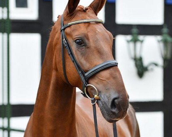 dressage horse Descendant (Oldenburg, 2007, from Dimaggio)