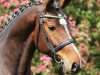 dressage horse Cuantano Sl (Holsteiner, 2007, from Con Sherry)