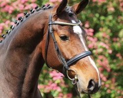 dressage horse Cuantano Sl (Holsteiner, 2007, from Con Sherry)