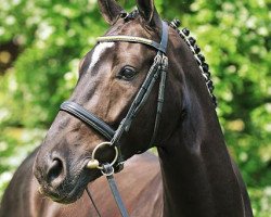 dressage horse Duty Free 21 (Oldenburg, 2007, from Danone 4)