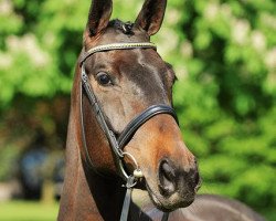 dressage horse First Stepp (Hanoverian, 2007, from Fidertanz)