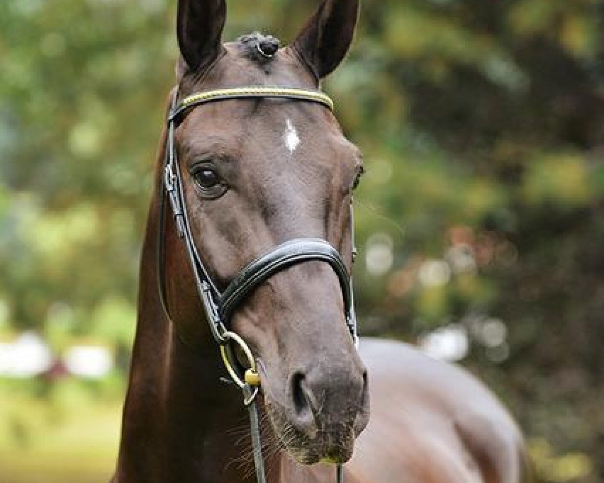 dressage horse Hands up (Hanoverian, 2007, from Hotline)