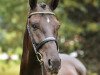 dressage horse Hands up (Hanoverian, 2007, from Hotline)