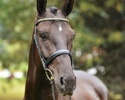 dressage horse Hands up (Hanoverian, 2007, from Hotline)