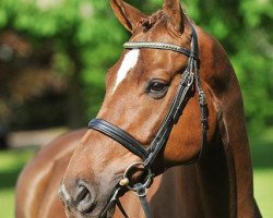 dressage horse High Five 7 (Hanoverian, 2007, from Hochadel)