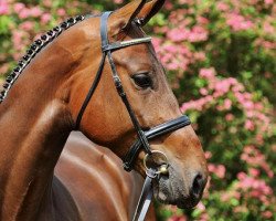 dressage horse High Lane (Hanoverian, 2007, from Hotline)