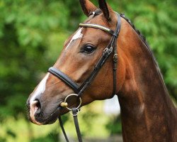 dressage horse Sa Coeur (Oldenburg, 2007, from Sir Donnerhall I)