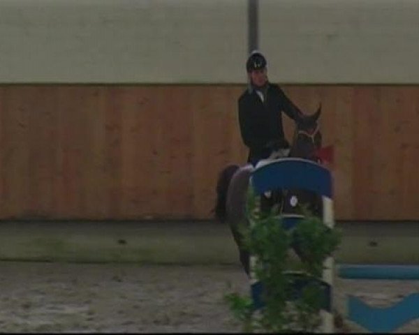 jumper Qualido L (Rhinelander, 2005, from Quidam's Rubin)