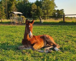 Pferd unstoppable R (Holsteiner, 2022, von Utamaro d'Ecaussines)