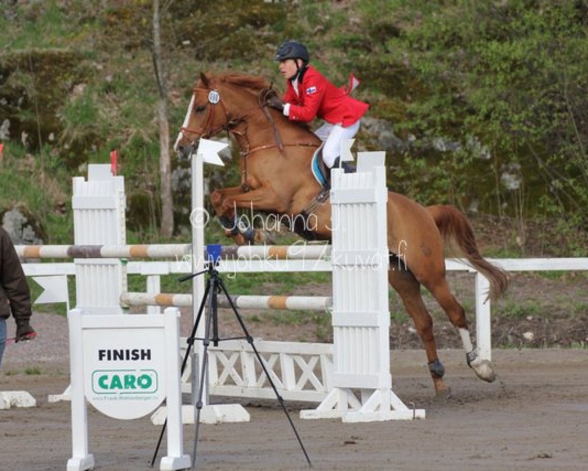 jumper Mercutio MZ (German Riding Pony, 2001, from Mentos)
