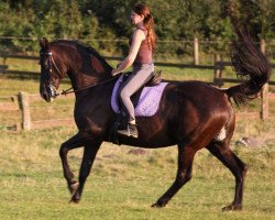 dressage horse Shamwari 2 (Oldenburger, 1999, from Sandro Song)