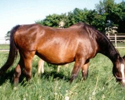 broodmare Latona (Hanoverian, 1978, from Landrat)