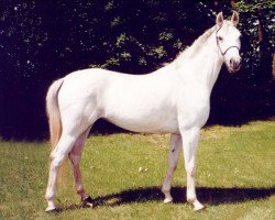 broodmare Zaynap AA (Anglo-Arabs, 1992, from Eros AA)