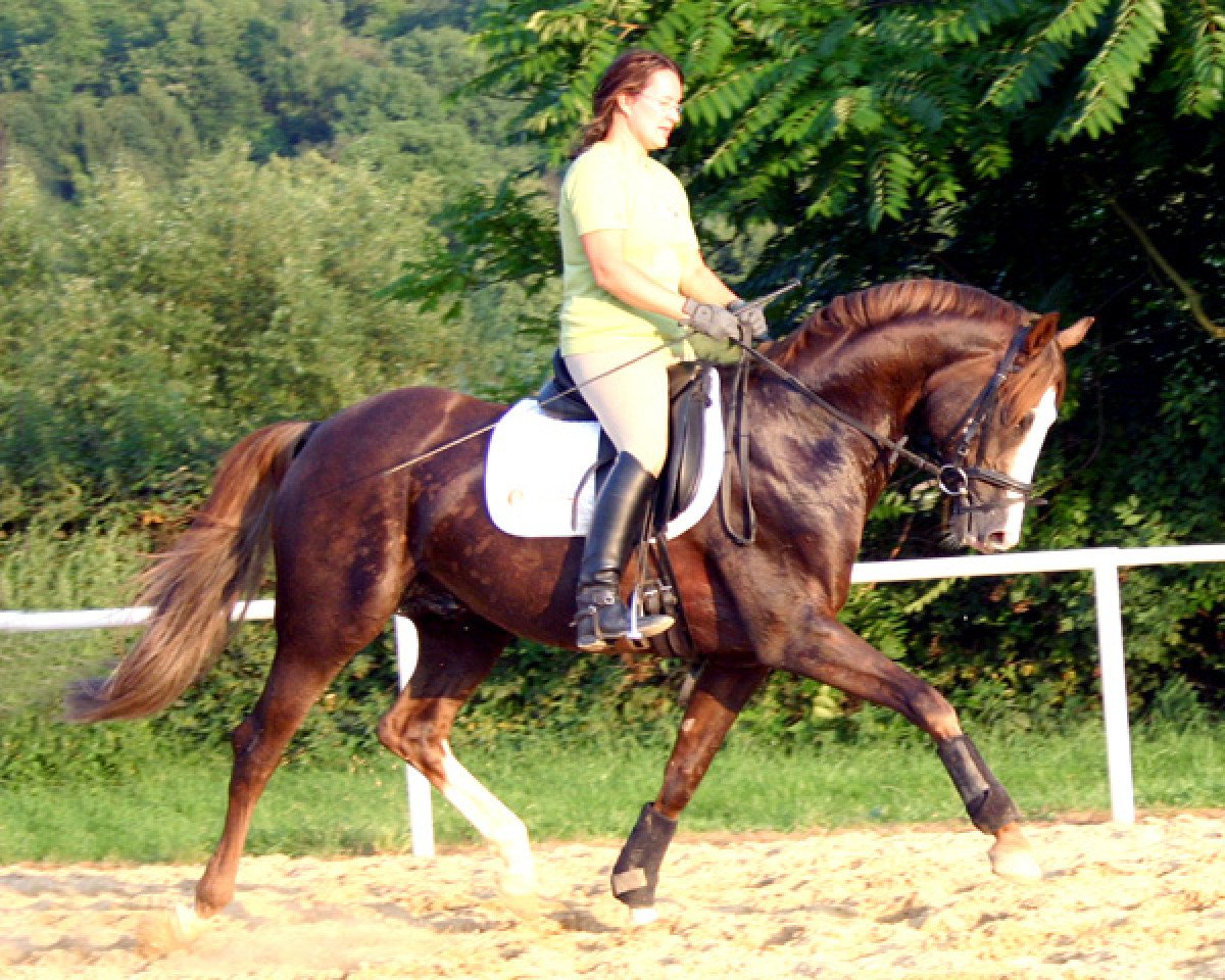 Deckhengst Dreamy's Dayton (Oldenburger, 1996, von Dream of Glory)