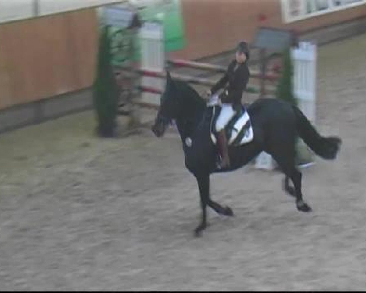 Springpferd Centa 16 (unbekannt, 2005)