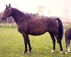 broodmare Gaza (Hanoverian, 1968, from Gazal VII ShA)