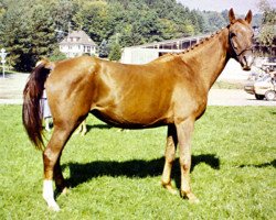 broodmare Gloria (Rhinelander, 1980, from Grimsel)