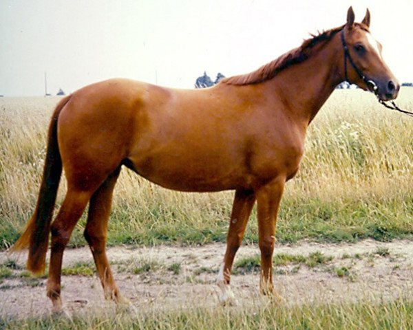 broodmare Saskia (Rhinelander, 1986, from Sektor x)