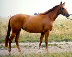 broodmare Saskia (Rhinelander, 1986, from Sektor x)