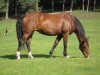 broodmare W-Sommerwind (Hanoverian, 1989, from Wendekreis)