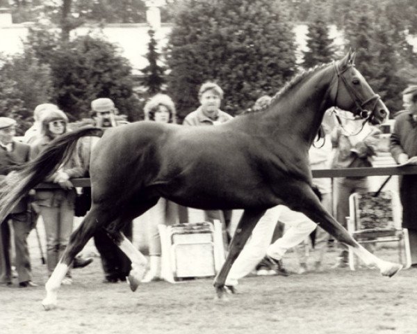 stallion Sektor x (Anglo-Arabs, 1971, from Eros xx)
