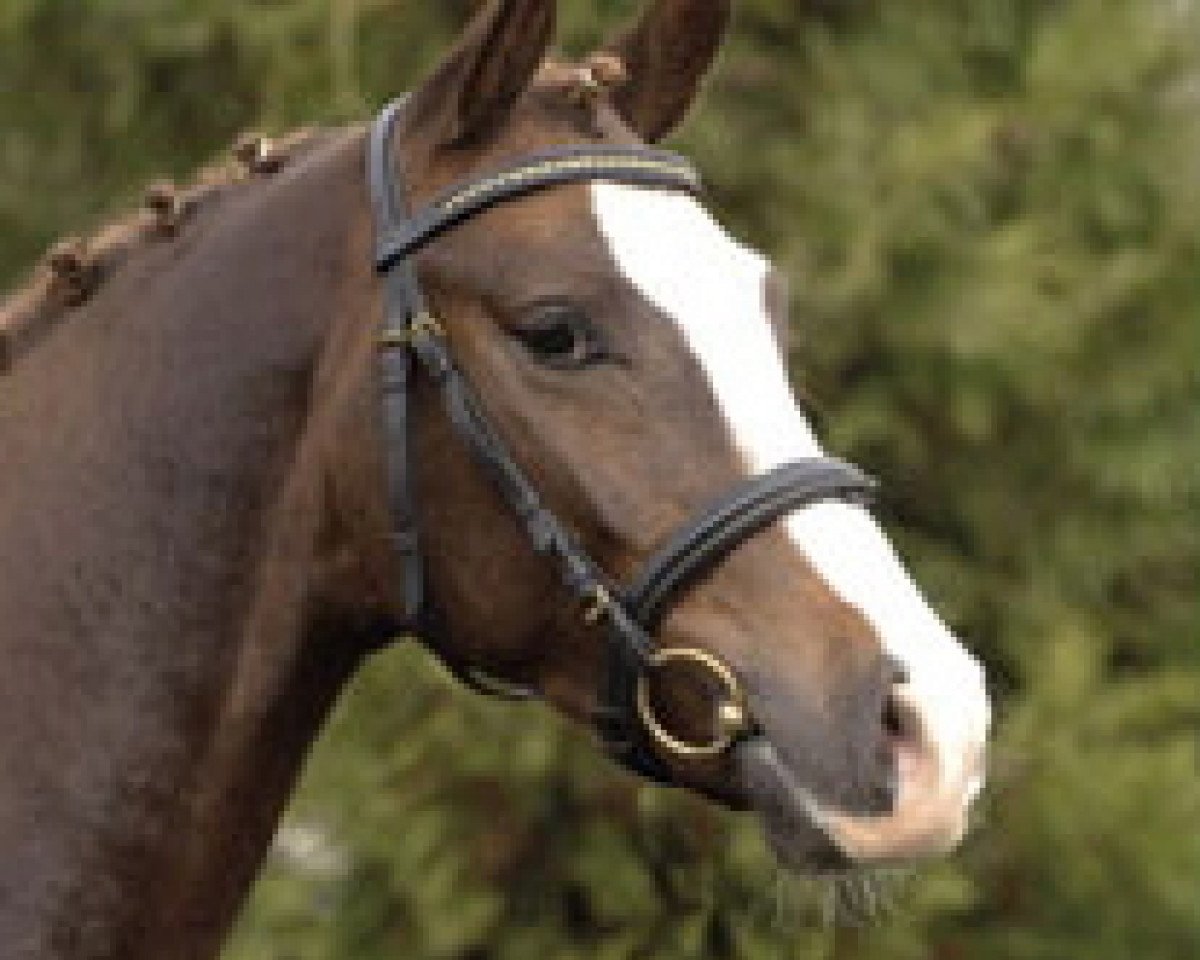 Deckhengst Steendieks Mc Laren (Deutsches Reitpony, 2006, von Auheim's Maximus)