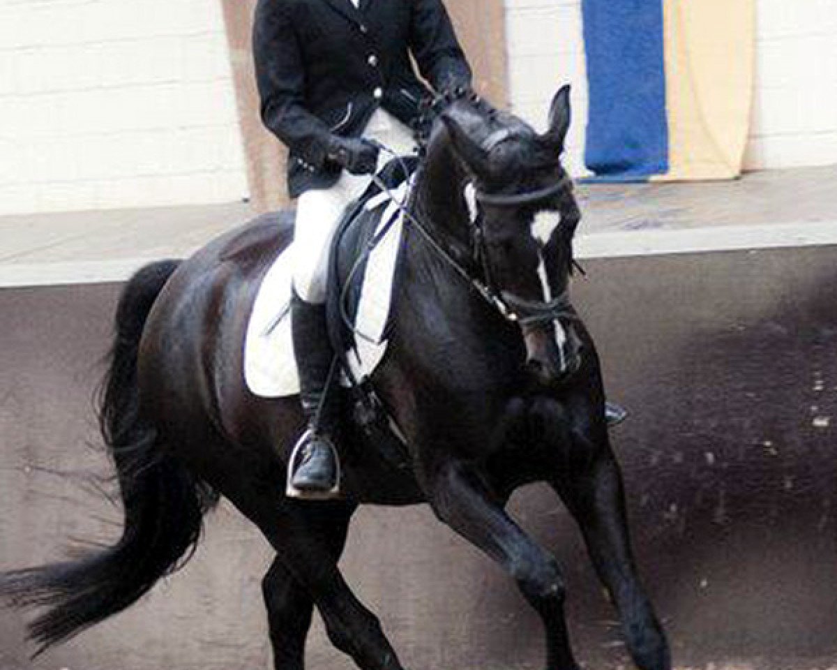 horse Sorry 75 (Oldenburg, 2006, from Semper)
