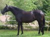 broodmare Pia (Oldenburg, 1998, from Gracieux)