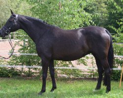 broodmare Pia (Oldenburg, 1998, from Gracieux)