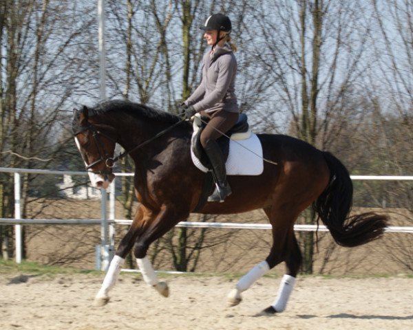 Pferd Ascot (Oldenburger, 2007, von Acorath)