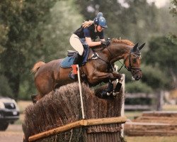 Springpferd Medley La Moliere CH (Schweizer Warmblut, 2007, von Machno Carwyn)