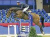 jumper Euphoria (Oldenburg show jumper, 2009, from Berlin)