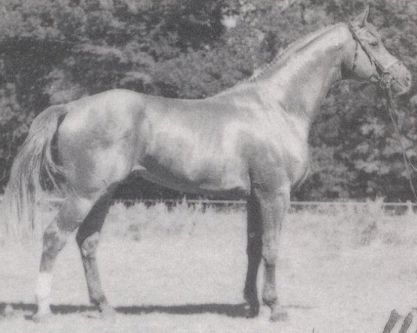 Pferd Worldman (Hannoveraner, 1989, von Weltmeyer)