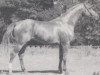 horse Worldman (Hanoverian, 1989, from Weltmeyer)