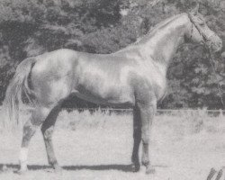 horse Worldman (Hanoverian, 1989, from Weltmeyer)