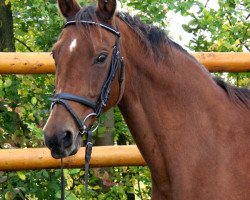 broodmare Pandorra (Rhinelander, 1990, from Prinz Oldenburg)