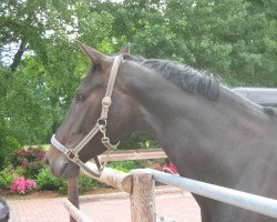 dressage horse Saphira Blue (Westphalian, 2006, from Samarant)