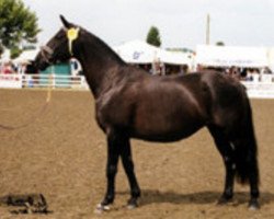 broodmare Hitscha (Hanoverian, 1989, from Hitchcock)