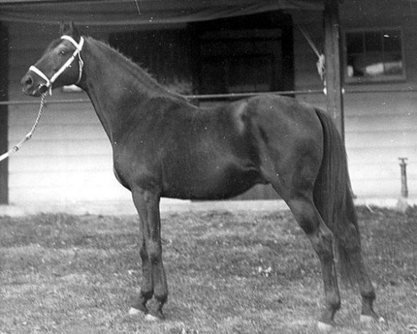 stallion Black Servant xx (Thoroughbred, 1918, from Black Toney xx)