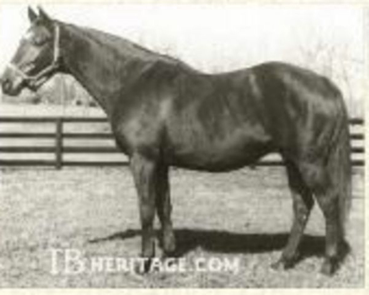 broodmare Belle of Troy xx (Thoroughbred, 1947, from Blue Larkspur xx)