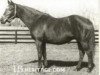 broodmare Belle of Troy xx (Thoroughbred, 1947, from Blue Larkspur xx)