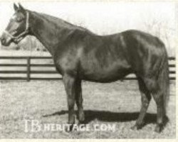 broodmare Belle of Troy xx (Thoroughbred, 1947, from Blue Larkspur xx)