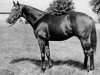 stallion Cohoes xx (Thoroughbred, 1954, from Mahmoud xx)