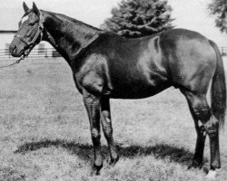 stallion Cohoes xx (Thoroughbred, 1954, from Mahmoud xx)