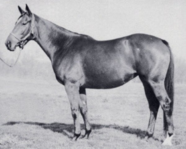 broodmare Costly Dream xx (Thoroughbred, 1971, from Cohoes xx)