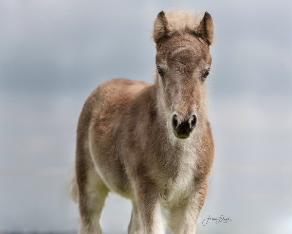 horse Freakys Ilvy (German Classic Pony, 2021, from Valentin von der Ostsee)