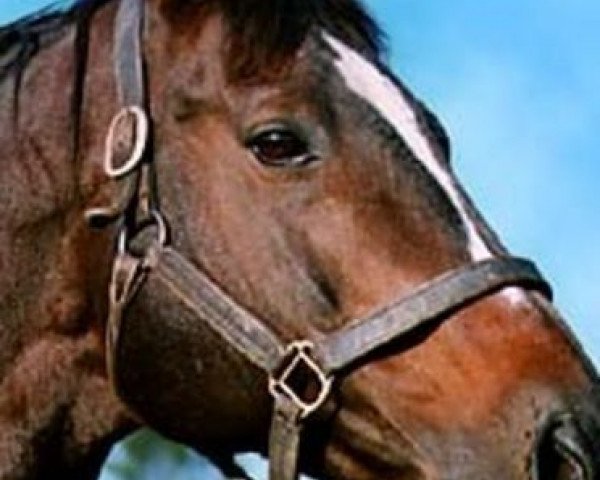 stallion Treboro xx (Thoroughbred, 1979, from Roberto xx)